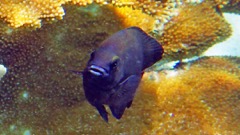 Threespot Damselfish Attacking camera